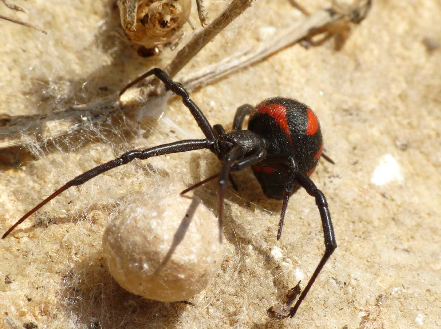 I Latrodectus sono ancora numerosi?